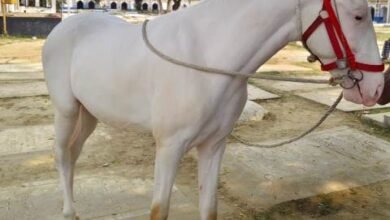 horse the coverage